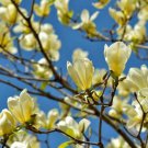 Flower Yellow Bird Magnolia Live Plant Tree/Shrub Live Plant Potted Seedling 4pcs