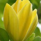 Potted Seedling 3pcs Flower Yellow Bird Magnolia Live Plant Tree/Shrub Live Plant