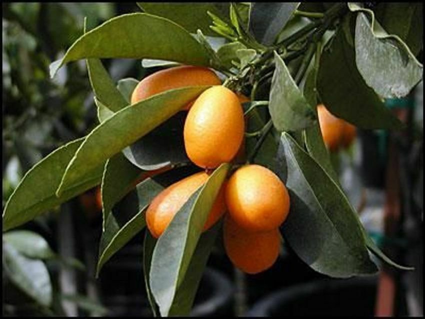 Seedless Nagami Kumquat Semi Dwarf Tree Live Citrus Plant 2pcs Fruit Plant Nordmann