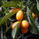 Seedless Nagami Kumquat Semi Dwarf Tree Live Citrus Plant 2pcs Fruit Plant Nordmann