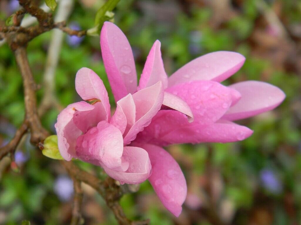 2pcs Flower Plant Jane Magnolia Trees Live Plants