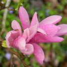 2pcs Flower Plant Jane Magnolia Trees Live Plants