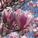 Pink Fresh 4pcs Flower Plant Jane Magnolia Trees Live Plants