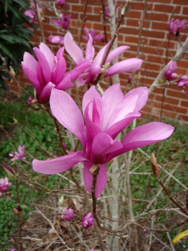 Pink Fresh 8pcs Flower Plant Jane Magnolia Trees Live Plants