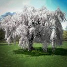 Tree Live Plant 2 Weeping Cherry Trees Live Plants
