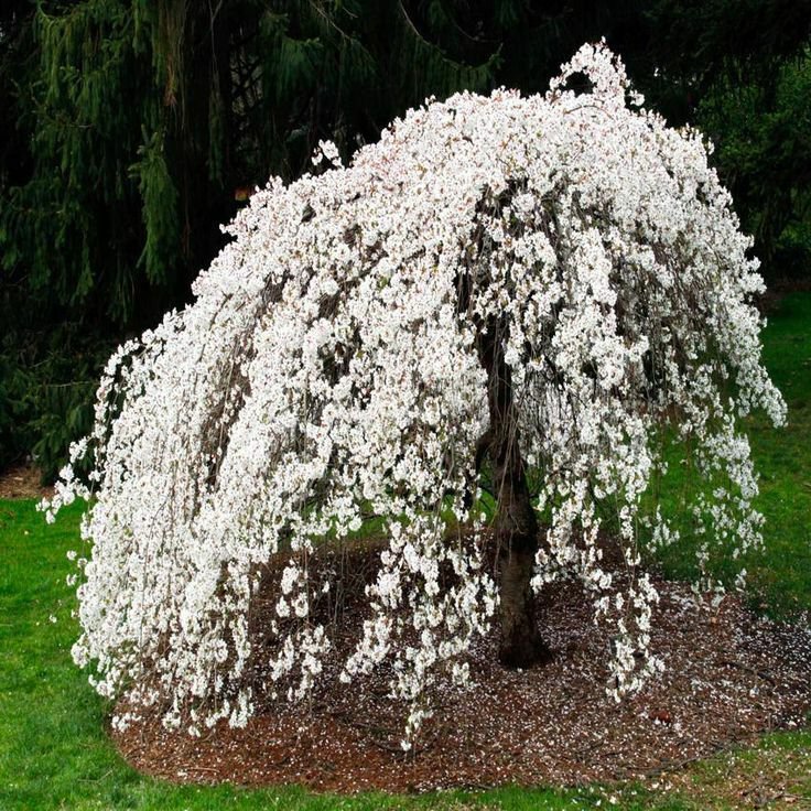 Cherry Trees Live Plants Tree Live Plant 4 Weeping