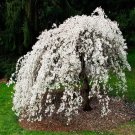 Cherry Trees Live Plants Tree Live Plant 4 Weeping