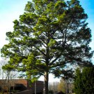 Live Plants 15 Loblolly Pine Trees Live Plants Bareroot Pinus taeda