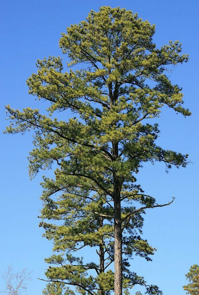 Pine Trees Live Plants Bareroot Pinus taeda Live Plants 30 Loblolly