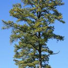 Pine Trees Live Plants Bareroot Pinus taeda Live Plants 30 Loblolly