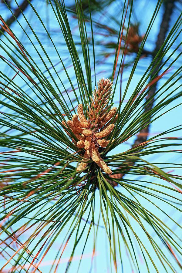 Pine Trees Live Plants Bareroot Pinus taeda Live Plants 60 Loblolly