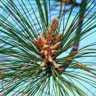 Pine Trees Live Plants Bareroot Pinus taeda Live Plants 60 Loblolly