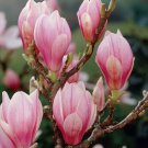 Flower Pink Magnolia (Soulangeana) Shrubs/Trees Live Plants 8 Saucer