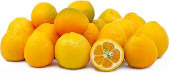Tree Semi Dwarf Live Citrus Fruit Live Plant 2pcs Fukushu Kumquat