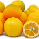 Tree Semi Dwarf Live Citrus Fruit Live Plant 2pcs Fukushu Kumquat