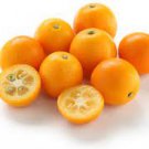 Live Plant Orange 4pcs Fukushu Kumquat Tree Semi Dwarf Live Citrus Fruit