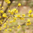 Live Plant 2 Northern Spicebush Shrubs/Bushes Lindera benzoin