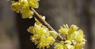Spicebush Shrubs/Bushes Lindera benzoin Flower Live Plant 4 Northern