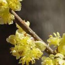 Spicebush Shrubs/Bushes Lindera benzoin Flower Live Plant 4 Northern