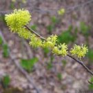 Lindera benzoin Flower Live Plant 8 Northern Spicebush Shrubs/Bushes