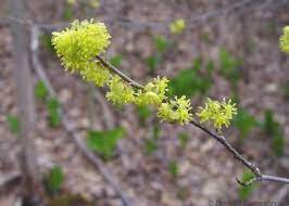 Lindera benzoin Flower Live Plant 8 Northern Spicebush Shrubs/Bushes