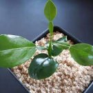 1pcs Kaffir Lime Tree Live Thai/Makrut Lime Plant Potted Citrus Hystrix