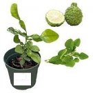 Citrus Hystrix 4pcs Kaffir Lime Tree Live Thai/Makrut Lime Plant Potted