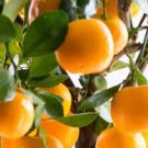 Fruit Orange 4 Plant Tree Semi-Dwarf Live Citrus Plant, Potted Robertson Navel