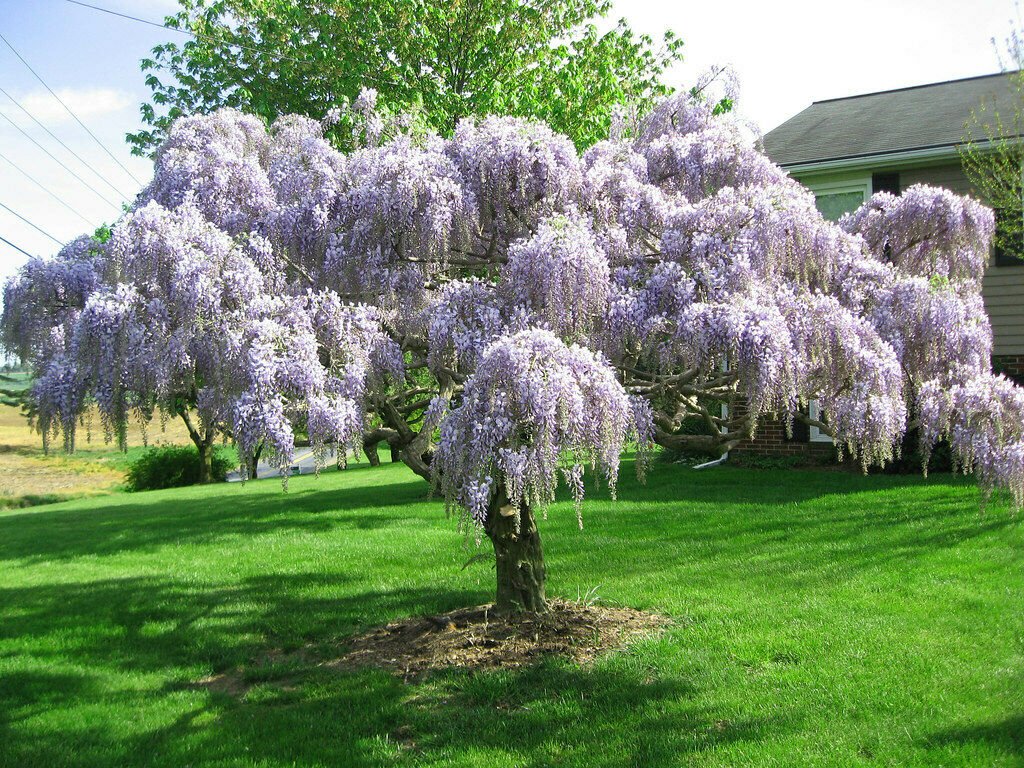2pcs Purple Wisteria Trees Live Plants Potted In outdoor