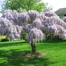2pcs Purple Wisteria Trees Live Plants Potted In outdoor
