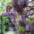 Trees Live Plants Potted In outdoor 4pcs Purple Wisteria Beautifull