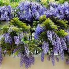 Trees Live Plant Purple Wisteria Beautifull Potted In outdoor 8pcs