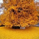1pcs Trees Live Plant Ginkgo Biloba Tree (Maidenhair) Live Potted Plant