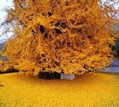 1pcs Trees Live Plant Ginkgo Biloba Tree (Maidenhair) Live Potted Plant