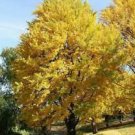 Biloba Tree (Maidenhair) Live Potted Plant 2pcs Trees Live Plant Ginkgo