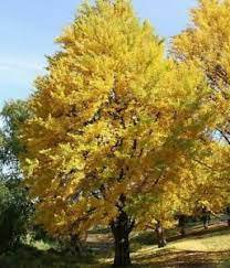 Biloba Tree (Maidenhair) Live Potted Plant 2pcs Trees Live Plant Ginkgo