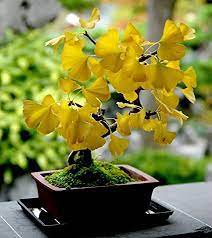 Live Plant Ginkgo Biloba Tree (Maidenhair) Live Potted Plant 4pcs Trees