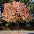 2pcs Live Plant Chinese (Lacebark) Elm Trees Ulmus parvifolia