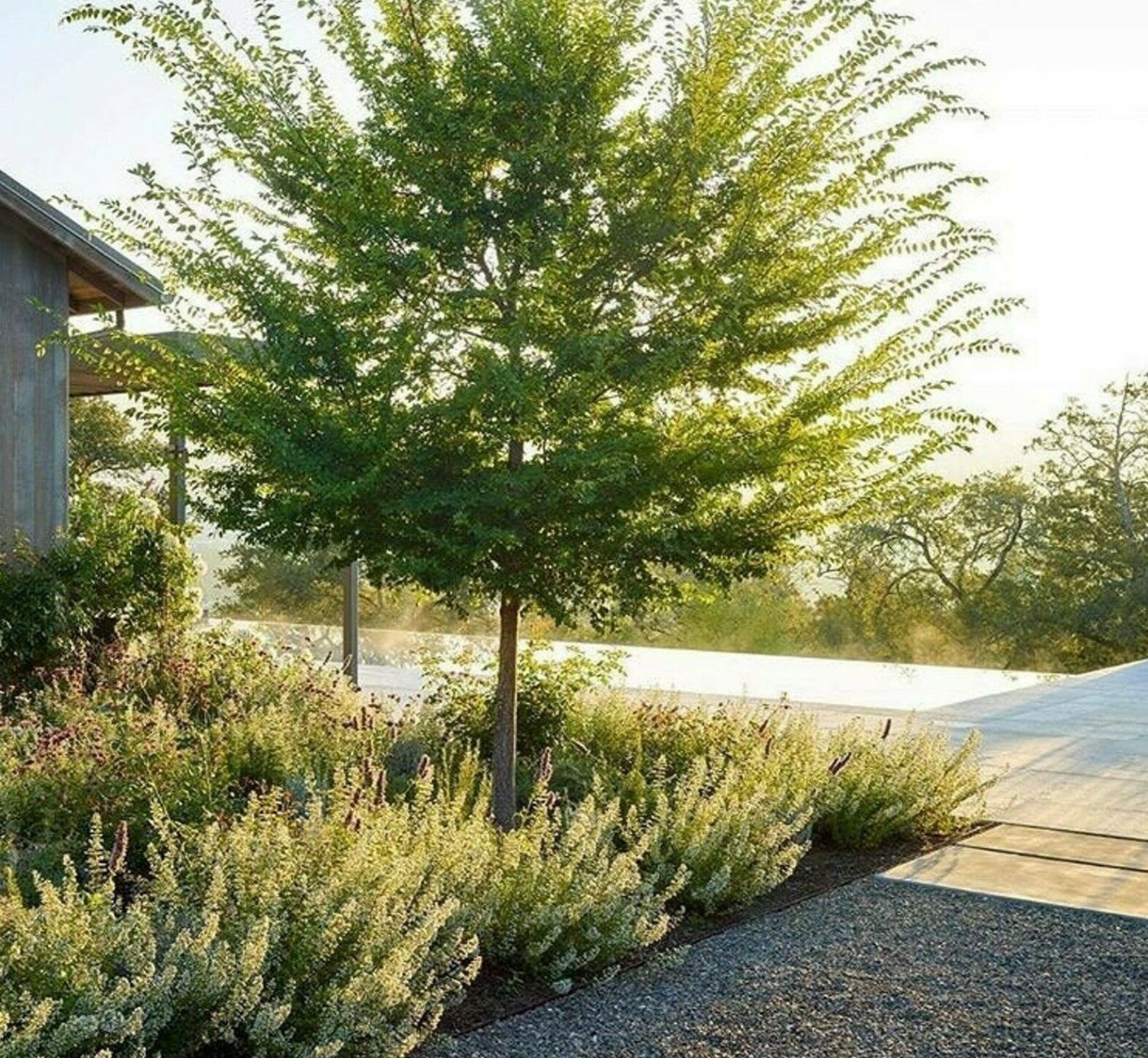 Elm Trees Ulmus parvifolia 4pcs Live Plant Chinese (Lacebark)