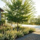 Elm Trees Ulmus parvifolia 4pcs Live Plant Chinese (Lacebark)