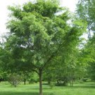 8pcs Live Plant Elm Trees Ulmus parvifolia Chinese (Lacebark)