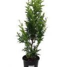 Live Plant 50 Thuja Green Giant Arborvitae Trees/Shrubs