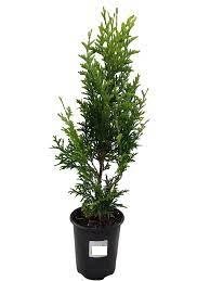 Live Plant 50 Thuja Green Giant Arborvitae Trees/Shrubs