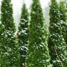 Beautifull Garden Live Plant 100 Thuja Green Giant Arborvitae Trees/Shrubs