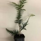 Beautifull Garden Giant Arborvitae Trees/Shrubs Live Plant 200 Thuja Green