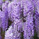 2pcs Beautifull Garden Chinese Wisteria Vines Live Bareroot Plants, Wisteria sinensis