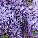 Chinese Wisteria Vines Live Bareroot Plants, Wisteria sinensis 4pcs Beautifull Garden