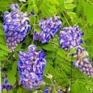 Chinese Wisteria Vines Live Bareroot Plants, Wisteria sinensis 8pcs Beautifull Garden