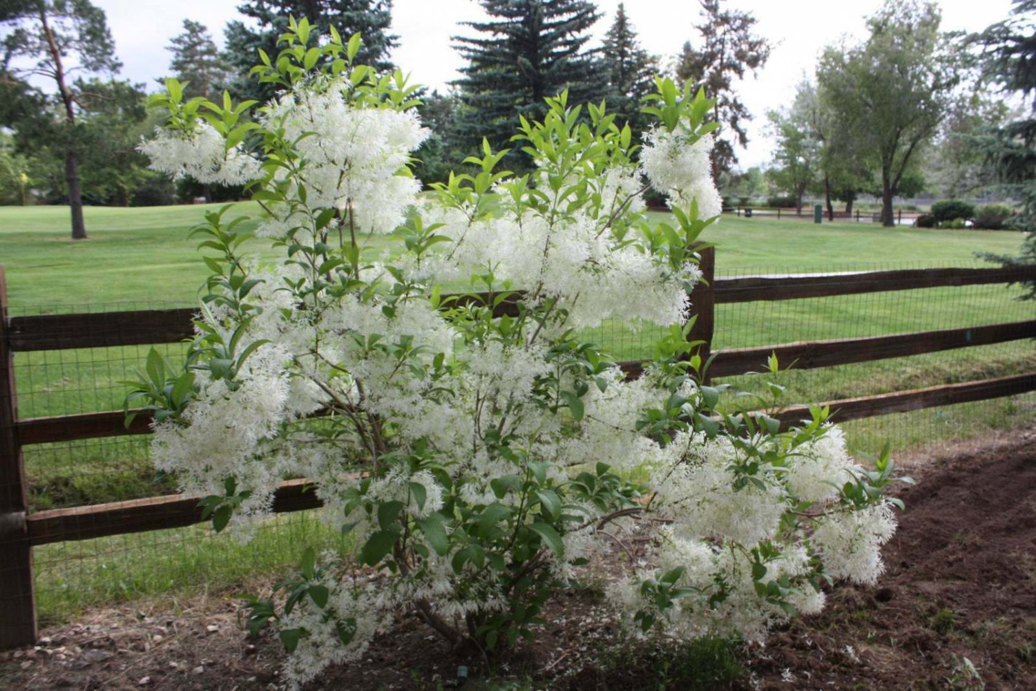 Flower White 2pcs White Fringe Trees/Shrubs Live Potted Plants