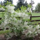 Flower White 2pcs White Fringe Trees/Shrubs Live Potted Plants